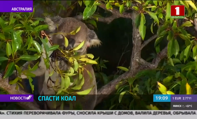 Коалы в австралийском штате Новый Южный Уэльс могут исчезнуть уже через 30 лет