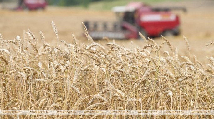 Белорусские аграрии намолотили более 6 млн т зерна