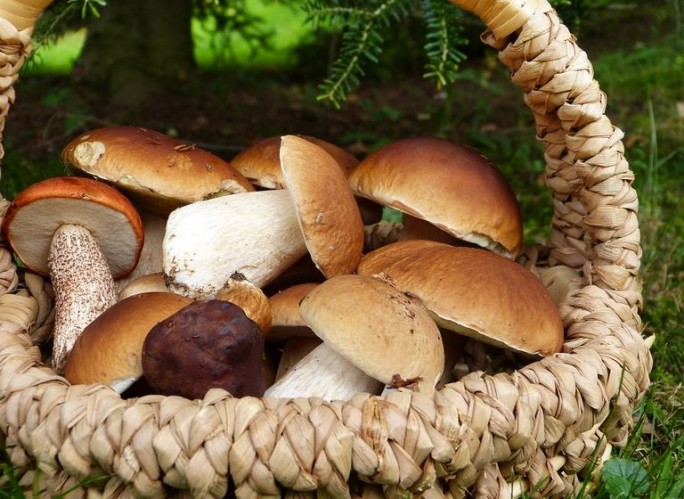 Готовьте корзины — скоро пойдут грибы. В каких местах искать лесные дары