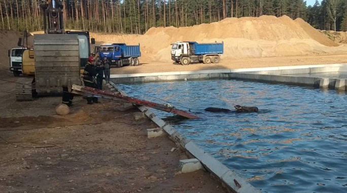 Под Гродно спасатели помогли лосю выбраться из технического резервуара