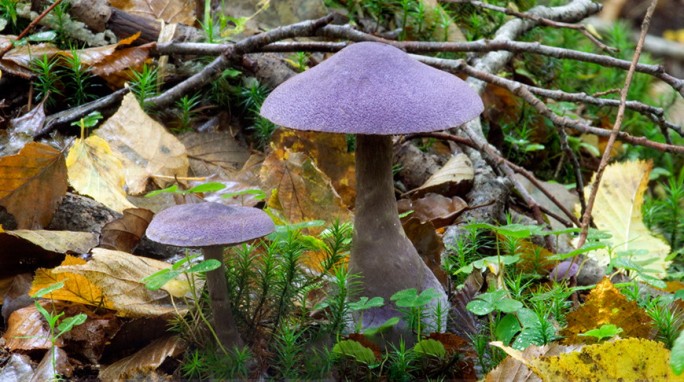 Редкий фиолетовый гриб заметили в Беловежской пуще