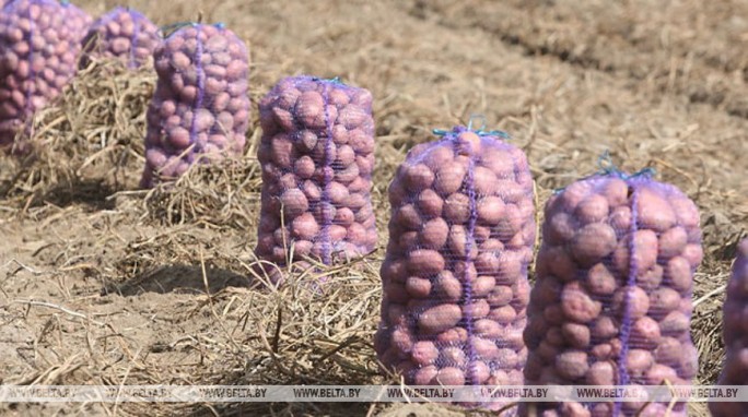 Сельхозорганизации Беларуси убрали картофель с половины площадей