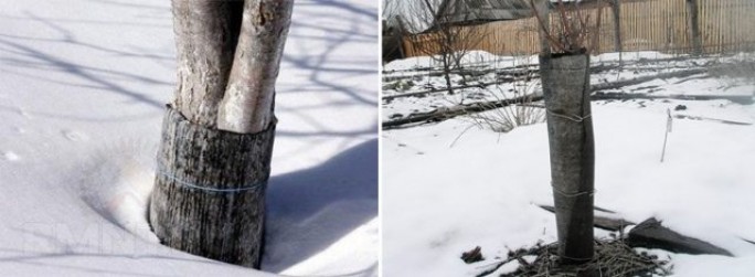 Как защитить молодые деревья на зиму от грызунов