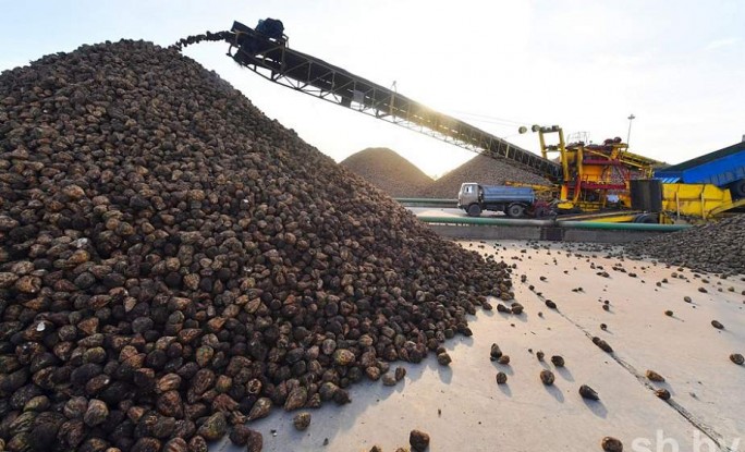 В Беларуси собрали первый миллион тонн сахарной свеклы