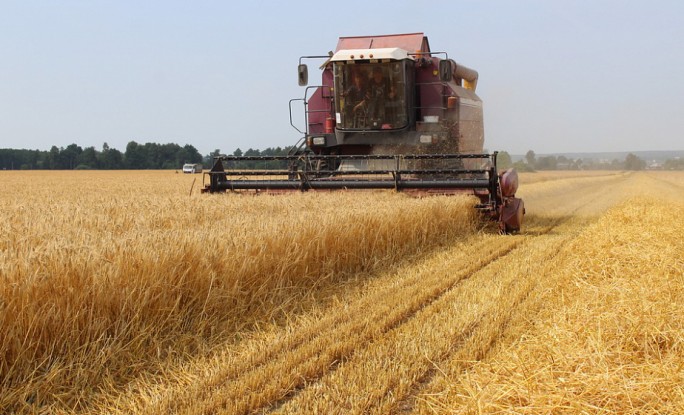 Белорусские аграрии намолотили 8,5 млн т зерна