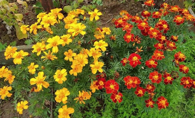 Яркие бархатцы и пушистые хризантемы. Осенние цветы в саду