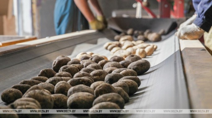 В Беларуси осталось убрать 2,2% площадей картофеля