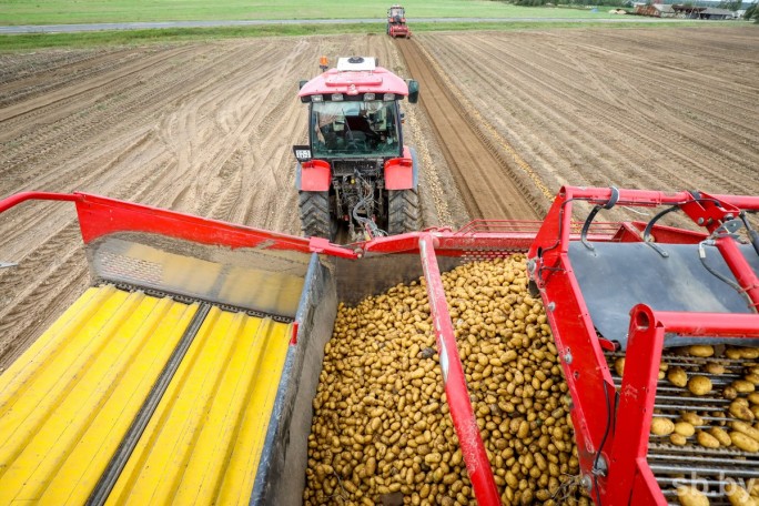 В Беларуси завершается уборка картофеля