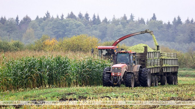 В Беларуси осталось убрать 6,5% площадей кукурузы