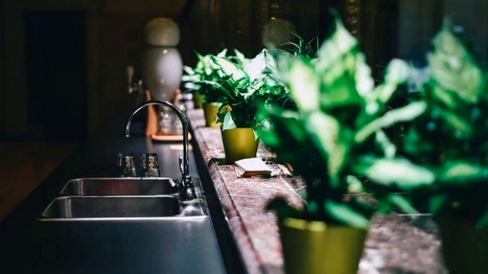 Воздух в доме: пять комнатных растений для чистоты и свежести