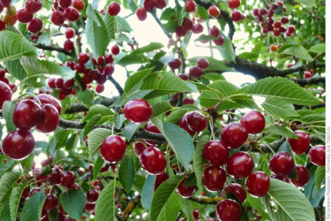 ТОП-5 фруктовых деревьев для сада