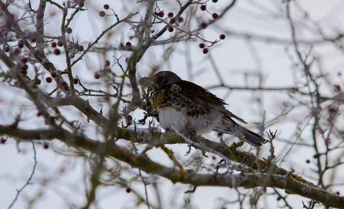 Уничтожение гнезд птиц в Беларуси запрещено с 16 февраля