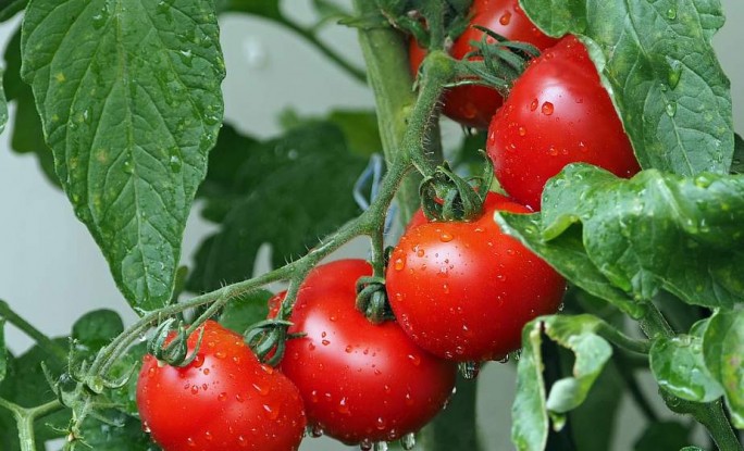 Как спасти томаты от жары?