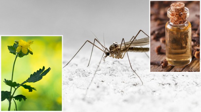 Комары нападают! Народные средства, которые облегчат зуд после укуса