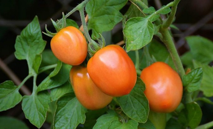 Богатый урожай: названа лучшая подкормка помидоров в июле