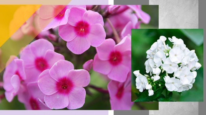 Флоксы: как создать цветочную феерию в вашем саду