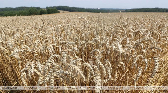 Белорусские аграрии намолотили 2 млн т зерна