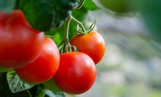 Правила дозревания: как хранить зеленые помидоры, чтобы они покраснели