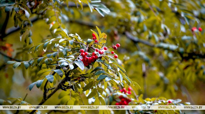 До +17°С ожидается в Беларуси 4 сентября