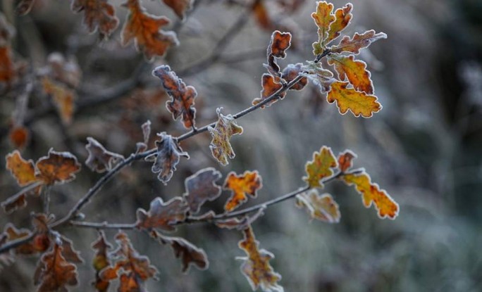 Дожди с мокрым снегом и порывистый ветер ожидаются по северо-востоку Беларуси 12 ноября