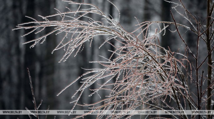 Мокрый снег с дождем и гололедица ожидаются в Беларуси 15 декабря