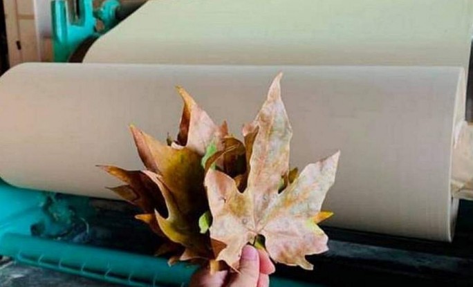 Украинец придумал, как из опавших листьев сделать экологичную бумагу