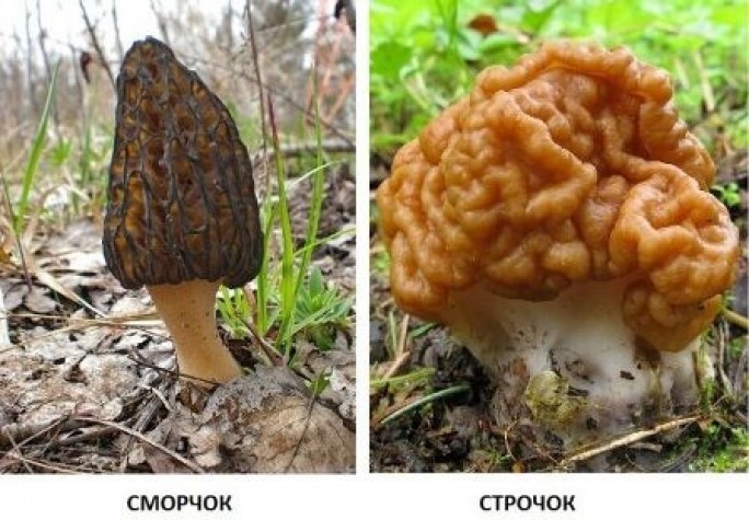 Врач Мостовского райЦГЭ  рассказывает о профилактике отравлений весенними грибами