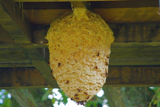 Что делать, если вы обнаружили гнездо ос в доме?
