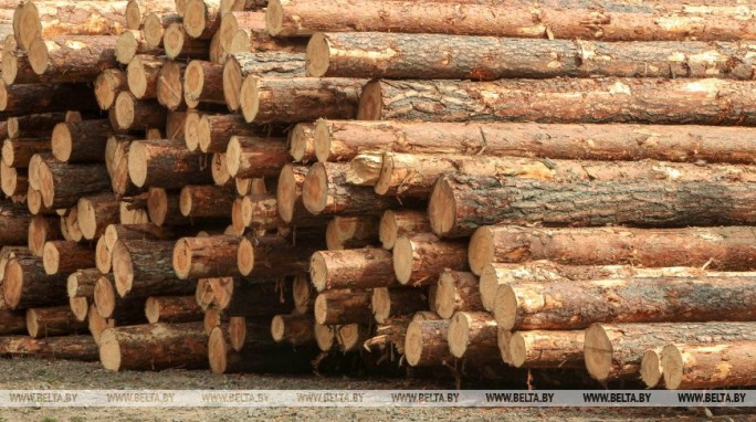 Александр Лукашенко поменял правила реализации древесины. Физлица смогут приобретать деловую древесину в лесхозах