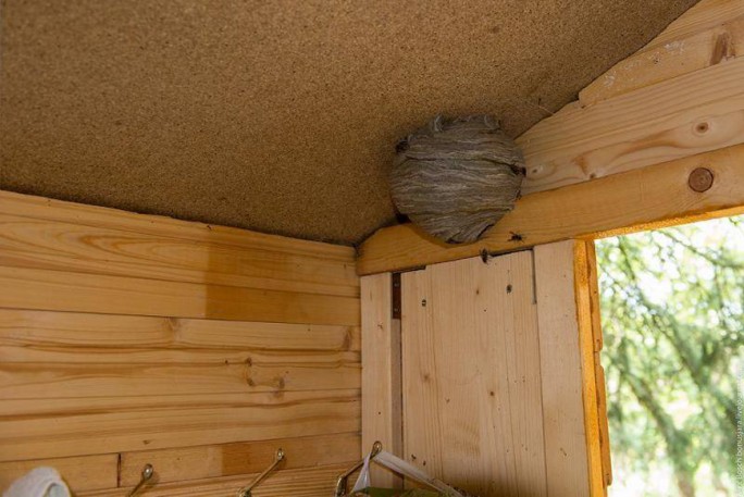 Опасные соседи. Рассказываем, что делать, если вы обнаружили гнездо ос или шершней в доме?