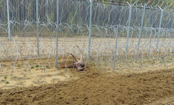 На белорусско-литовской границе снова погибло животное из-за опасных заграждений