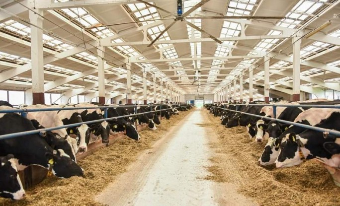 Строительство пяти молочно-товарных ферм начнется в Гродненском районе в этом году