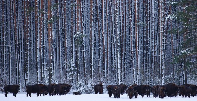 Белорусские зубры отправятся в Башкортостан