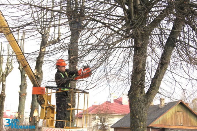 С целью оздоровления городской среды в Мостах проводится обрезка деревьев