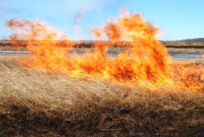 Районный отдел МЧС напоминает о последствиях выжигания сухой растительности (+ видео)