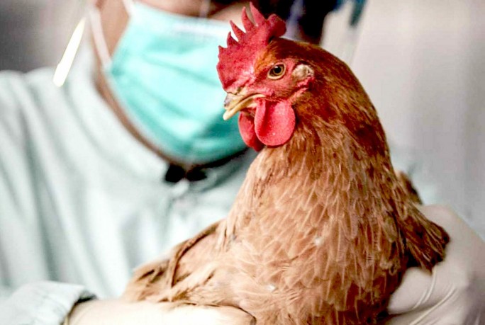 Грипп птиц, или птичий грипп – это острая вирусная болезнь птиц