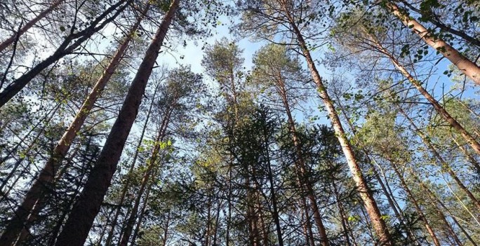 Во всех районах Гродненской области разрешено посещение лесов