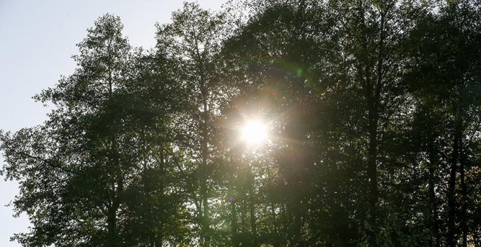 Во всех районах Гродненской области ограничено посещение лесов