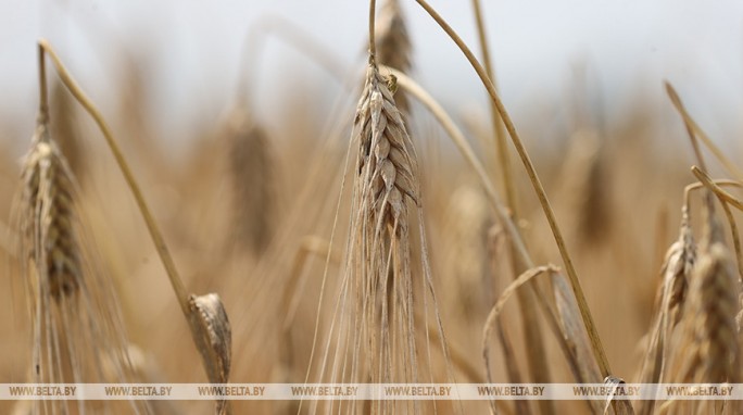 Что происходит на полях и в хозяйствах? Главные претензии Лукашенко к аграриям и руководству на местах