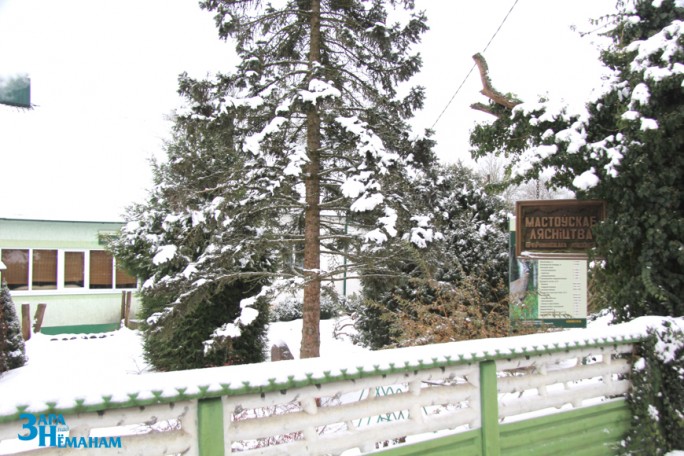 Скоро в Мостах начнут продавать новогодние деревца