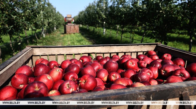 Урожайность высокая и плоды крупные. Массовую уборку яблок начали в Гродненском районе