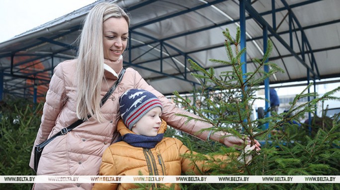 Когда и по каким ценам будут продавать новогодние елки, рассказали в МАРТ