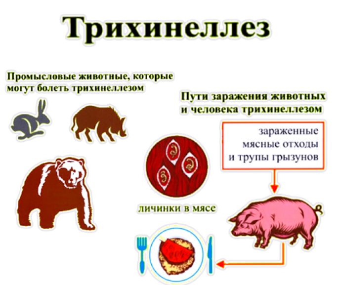 Трихинеллез - паразитарная болезнь человека и животных, вызываемая трихинеллами