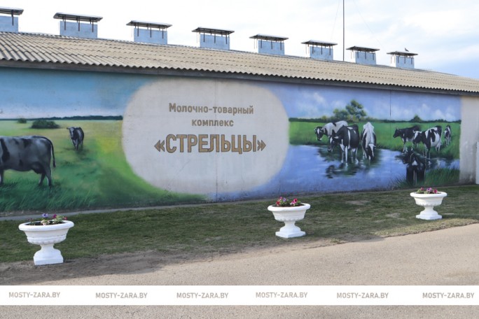Узнайте, с какими итогами сработала отрасль животноводства Мостовского района