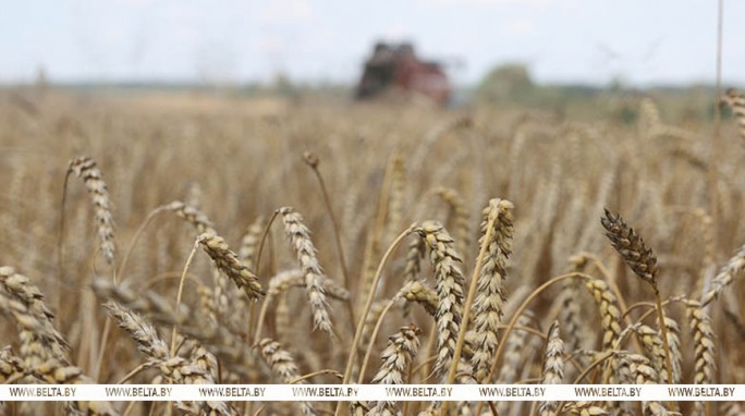 Зерновые и зернобобовые культуры с кукурузой в Беларуси убраны с 94% площадей