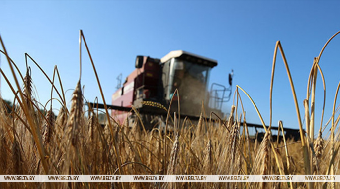 Свыше 10,7 млн тонн зерна с учетом рапса и кукурузы собрали в Беларуси