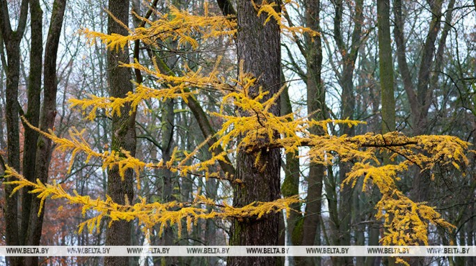 Преимущественно без осадков и до +10°С. Какой будет погода в Беларуси 13 ноября