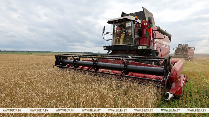 За счет чего в Беларуси получили хороший урожай, рассказали в Минсельхозпроде