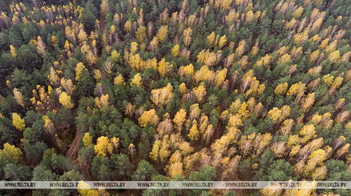 Как не потеряться в лесу и что делать, если уже заблудились, напомнили в МЧС