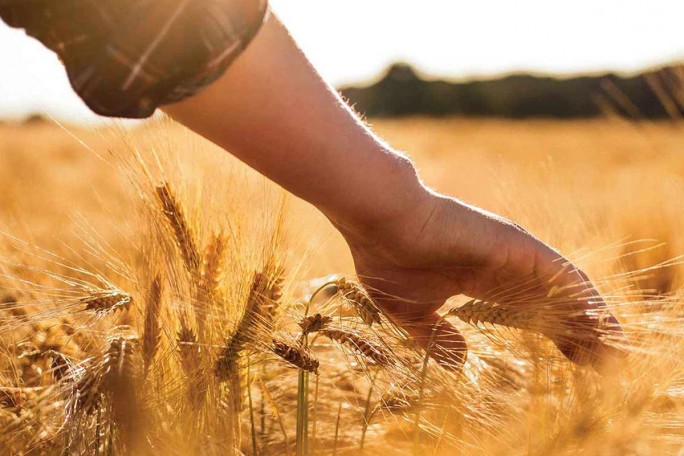 Сельское хозяйство в зеркале статистики